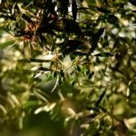 Κίνδυνος να χαθούν οριστικά τα Ευρωπαϊκά Κονδύλια για Ελαιουργικούς Φορείς