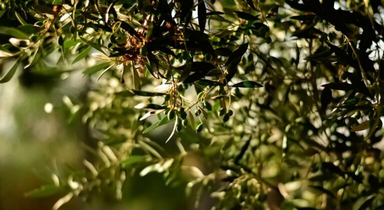 Τα δεδομένα για τη χονδρολιά και τις ανοιξιάτικες βροχές