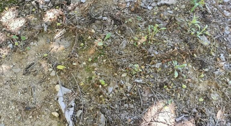 Καρπόπτωση και παγετός φέρνουν νέο Μέτρο για κεράσια και καρύδια στη Θεσσαλία