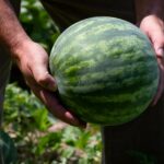 Έως 10 λεπτά η τιμή παραγωγού στο καρπούζι - Εξάγουμε πάνω από 195 εκατ. τόνους (ΦΩΤΟ)