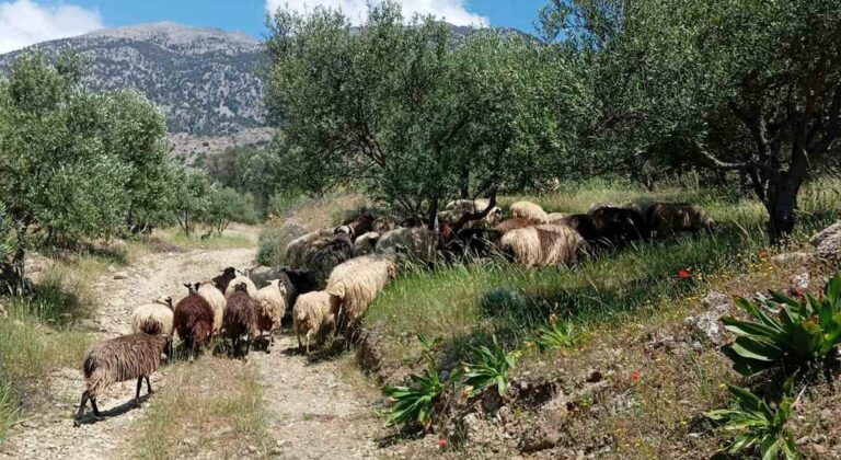 Η 19χρονη Κωνσταντίνα είναι ευτυχισμένη με τα ζώα της στο βουνό - Δεν εγκαταλείπει την κτηνοτροφία αντίθετα με τα στερεότυπα (βίντεο)