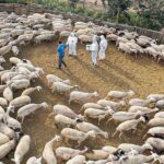 Λέσβος: Ξεπερνούν τα 4,7 εκατ.€ οι δαπάνες για τον αφθώδη πυρετό