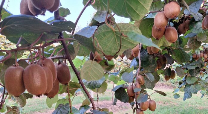 aktinidio-aktinidia agro