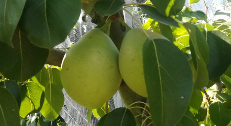 Καταγραφή ζημιών στον Τύρναβο για δενδρώδεις και άλλες καλλιέργειες - Μείωση παραγωγής έως και 50%