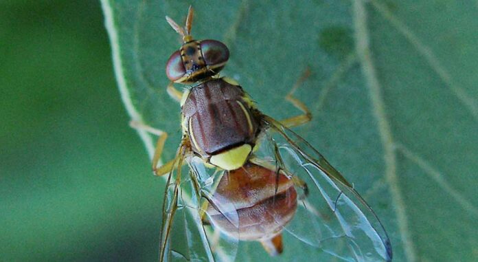 bactrocera-zonata-dakosrodakino agro