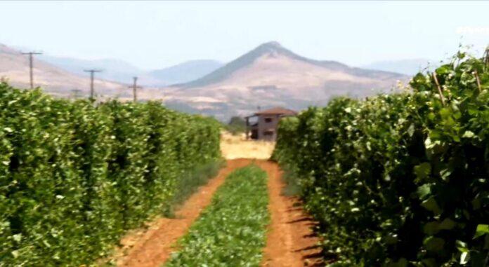 fasolikastorias agro