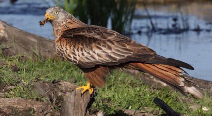 milvous-ornithopanida agro