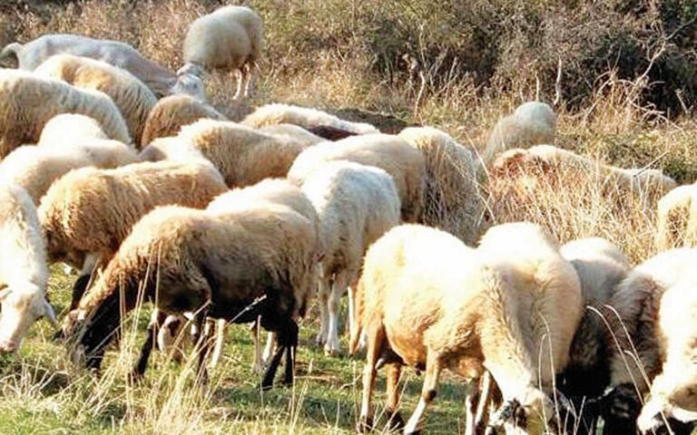 Φλώρινα: Σύλληψη κτηνοτρόφου γιατί δήλωσε ψευδώς κλοπή ζώων