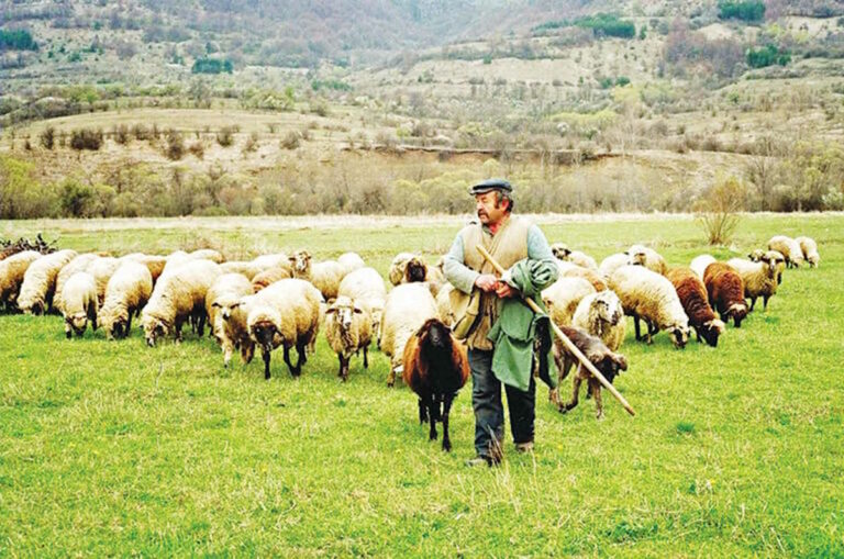 Άμεσες πληρωμές «λόγω ανωτέρας βίας» ζητούν οι κτηνοτρόφοι της ΑΜ-Θ - Η επιστολή τους