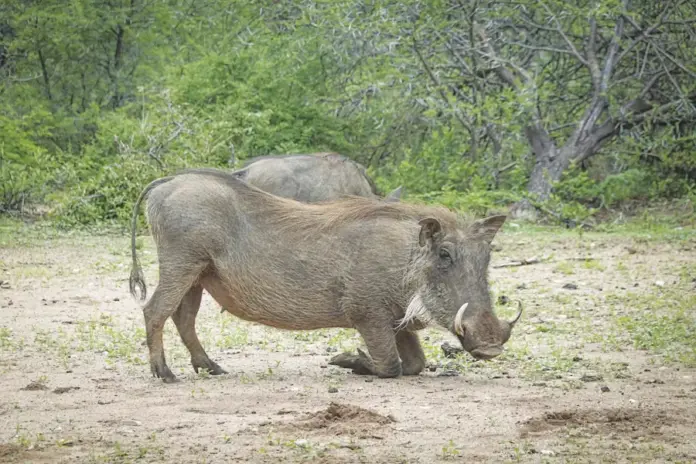 agriogourouno