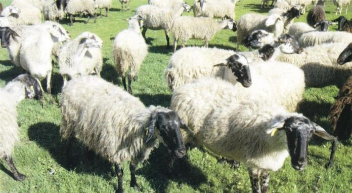 aigoprovato-thessaly-karagkouniko agro