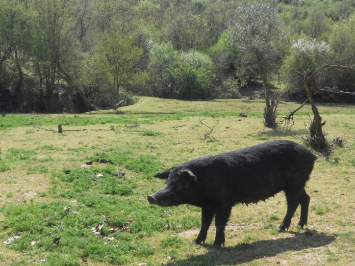 mavrogourouni-mayrosxoiros