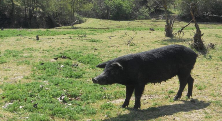 Εκτροφείς μαύρου χοίρου: «Έγκλημα διαρκείας η πλασματική κατανομή βοσκοτόπων»