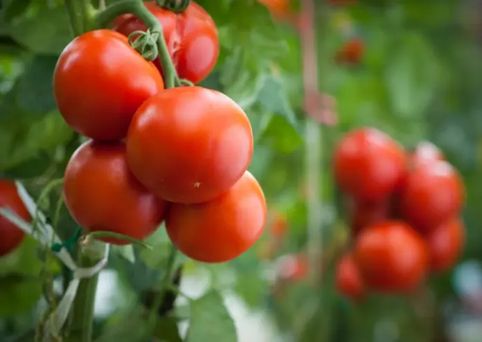 ntomates