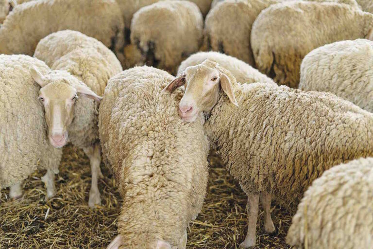 Κινητοποιήσεις στη ΔΕΘ ετοιμάζουν οι κτηνοτρόφοι