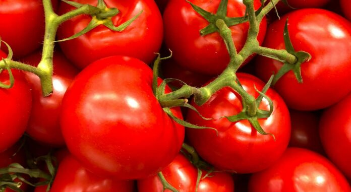 tomata-ntomata agro