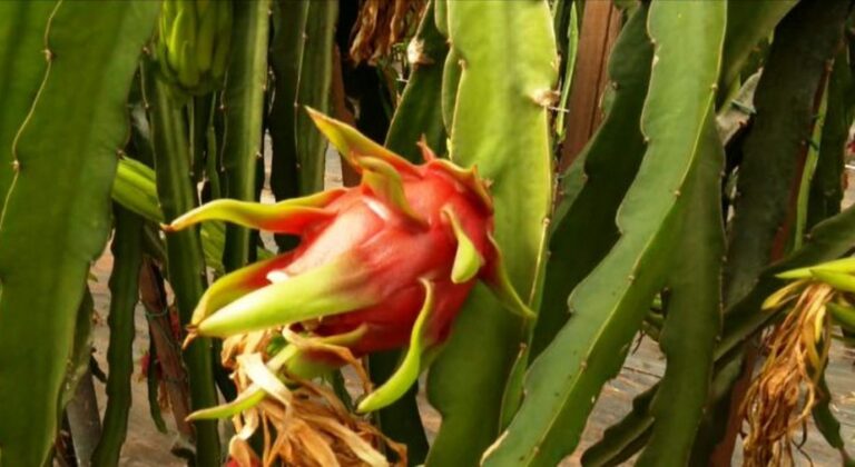 Καλλιέργεια «Dragon Fruit» στην Καλαμάτα - Οι τιμές και η γεύση του καρπού (Βίντεο)