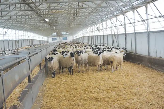sheep farm1
