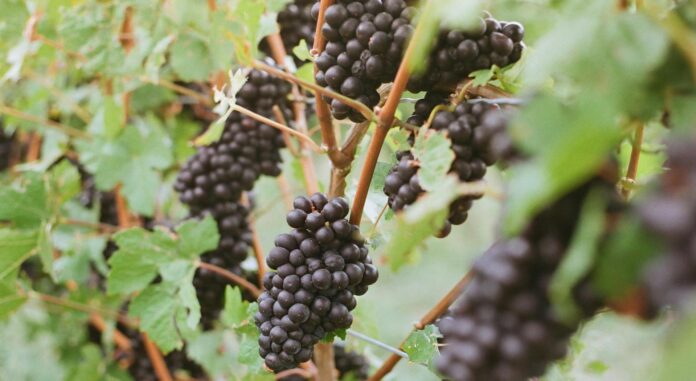 stafyli-mayro-mavro agro