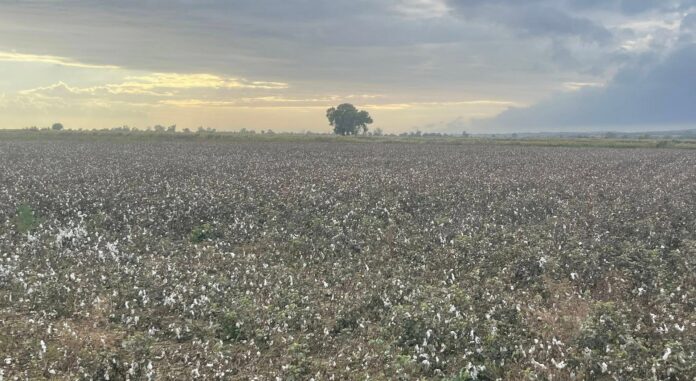 bambaki-vamvaki agro