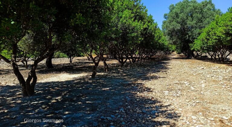 Εντολή πληρωμής για Μαστίχα Χίου από ΟΠΕΚΕΠΕ - Η πρώτη πίστωση έπειτα από τις 25/7