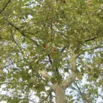 Καστοριά: Μέτρα για την προστασία του μεταχρωματικού έλκους του πλατάνου