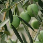 Ξυλέλλα και υποχρεωτικά μέτρα προστασίας