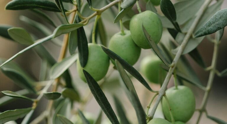 Τέλος Ιουνίου θα δοθούν τα Eco - Schemes για την ελιά