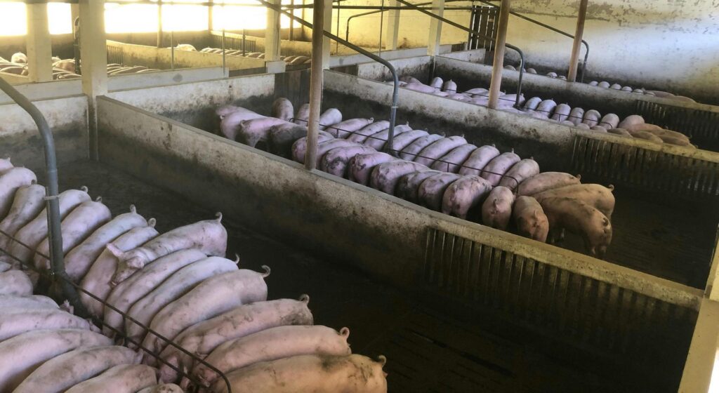 Ανεβάζει ρυθμούς η ελληνική χοιροτροφία - Τι έδειξε το crash test των Χριστουγέννων