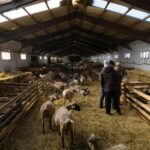 Νέα κρούσματα ευλογιάς στην Πρέβεζα - Αυξημένα μέτρα βιοασφάλειας