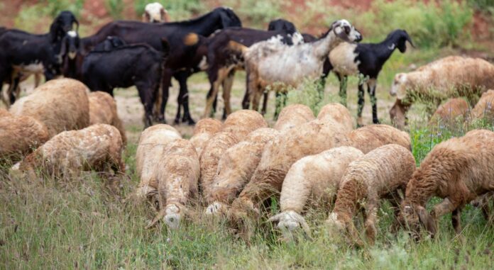 aigoprobata-aiges-provata agro