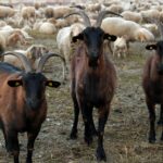 Ανιχνεύτηκαν 9 νέες εστίες ευλογιάς μέσα σε μια βδομάδα - Χωρίς εισόδημα οι κτηνοτρόφοι