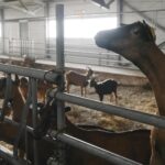 Νέοι εργαστηριακοί έλεγχοι για κρούσματα ευλογιάς στην Ήπειρο - Οδηγίες για μέτρα προστασίας