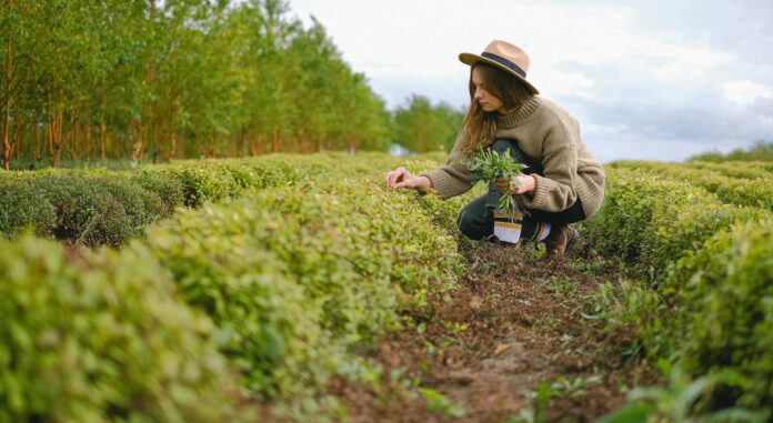agrotissa agro