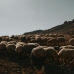 Ροδόπη: Νέα εστία κρουσμάτων ευλογιάς και 110 νέες θανατώσεις