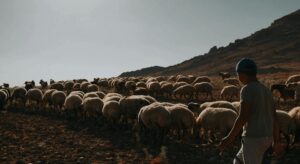 Ετοιμάζεται νέα αποζημίωση για τις θανατώσεις από ζωονόσους και Συνδεδεμένη για το 2026