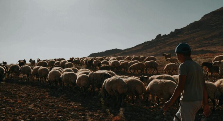 Ροδόπη: Νέα εστία κρουσμάτων ευλογιάς και 110 νέες θανατώσεις