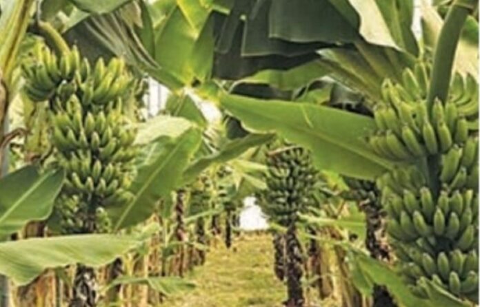 BANANAGRO2