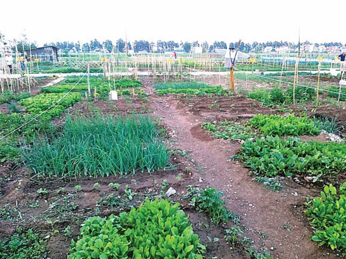 laxanokoipoiagro