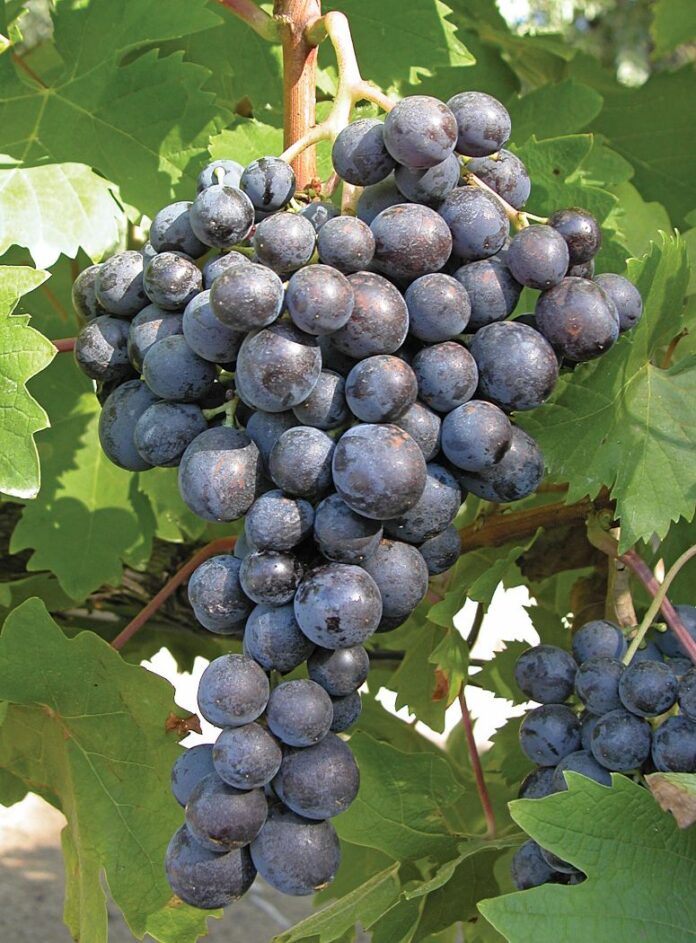 mosxatoAGRO