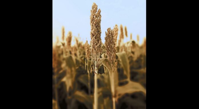 kinoa-cinoa-quinoa-fyro agro