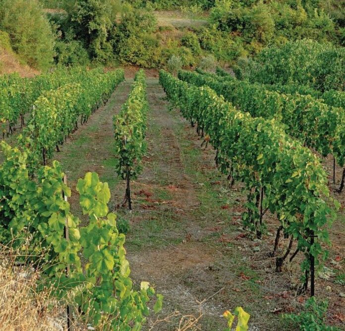 ntempina-kentriki1agro