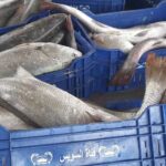 Οι αιγυπτιακές ιχθυοκαλλιέργειες βρίσκουν δίοδο προς την Ευρώπη
