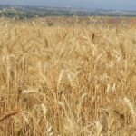 Πρόβλημα με την αγριοβρόμη στις σιτοκαλλιέργειες της Λάρισας