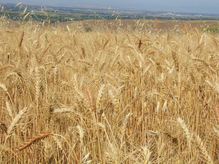 agriovromiagro