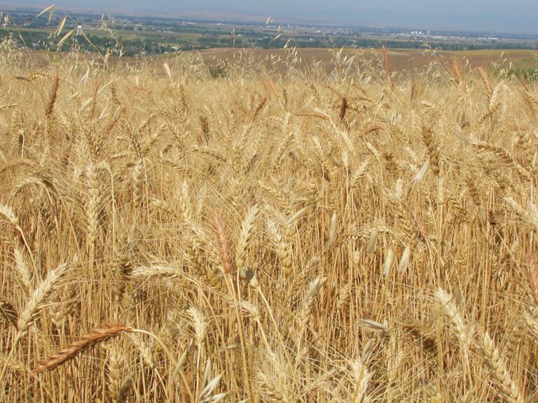 Πρόβλημα με την αγριοβρόμη στις σιτοκαλλιέργειες της Λάρισας