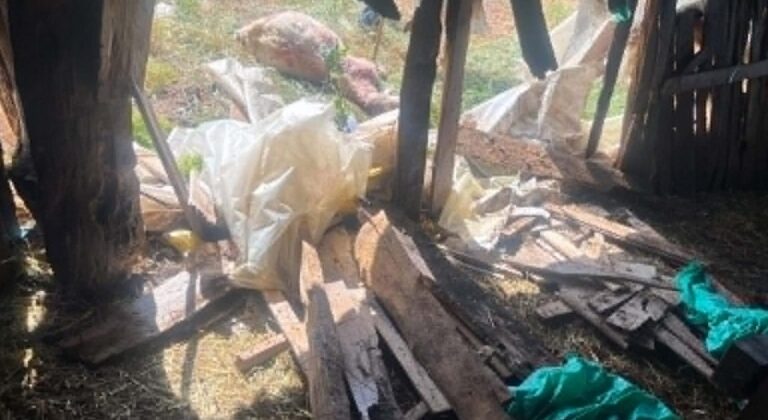 Κοζάνη: Αρκούδα επιτέθηκε σε μαντρί και προκάλεσε καταστροφές - Δεκαπέντε νεκρά αιγοπρόβατα (ΦΩΤΟ)