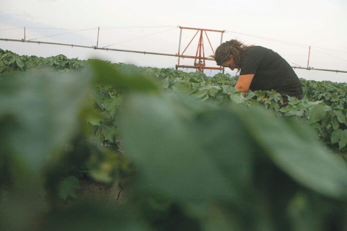 f1agrotiisagro