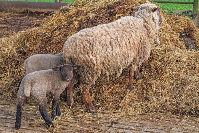 volon_profimedia-0993850128 (2)agro