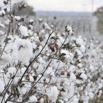 Βαμβάκι: Συναγερμός για το ρόδινο σκουλήκι